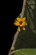 Theobroma angustifolum